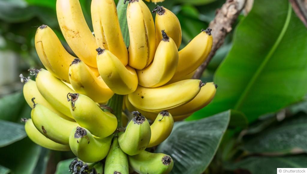 Bouture de bananier : quand et comment bouturer un bananier ?