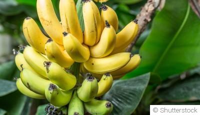 Bouture de bananier : quand et comment bouturer un bananier ?