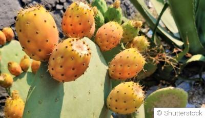 Bouture de figuier de Barbarie (cactus raquette) : quand et comment bouturer un figuier de Barbarie ?