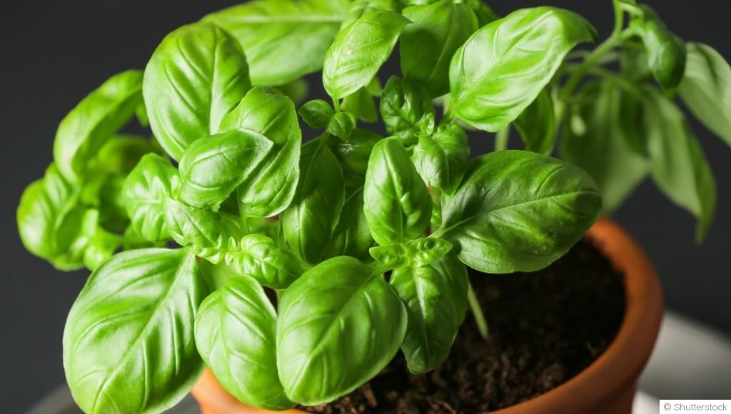 Bouture de basilic : quand et comment bouturer un basilic ?