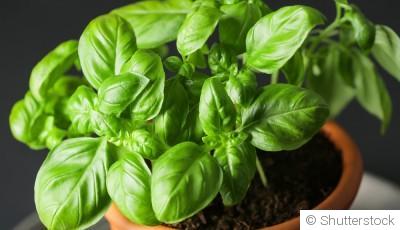 Bouture de basilic : quand et comment bouturer un basilic ?