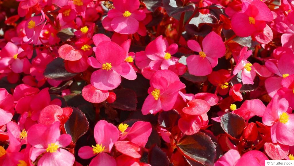 Bouture de bégonia : quand et comment bouturer un bégonia ?