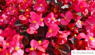 Bouture de bégonia : quand et comment bouturer un bégonia ?