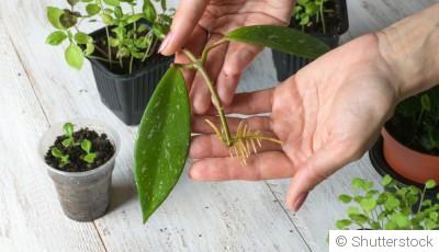 Bouture à l\'étouffée : quand et comment réaliser une bouture à l\'étouffée ?