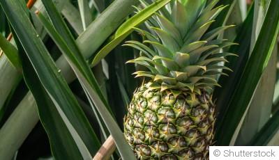 Bouture d\'ananas : quand et comment bouturer un ananas ?