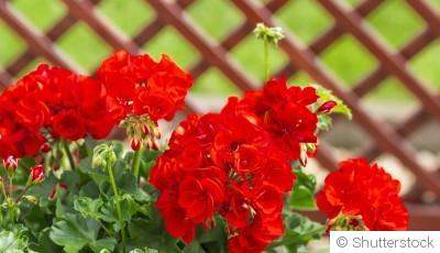 Bouture de géranium : quand et comment bouturer un géranium ?