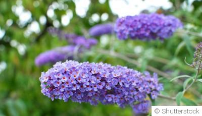 Bouture d\'arbre à papillon (buddleia) : quand et comment bouturer un arbre à papillon ?