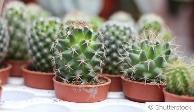 Bouture de cactus : quand et comment bouturer un cactus ?