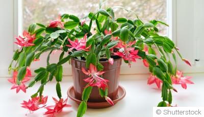 Bouture de cactus de Noël (Schlumbergera) : quand et comment bouturer un cactus de Noël ?