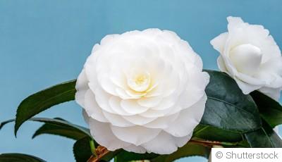 Comment planter et obtenir des fleurs de camélia éblouissantes dans ton jardin ?
