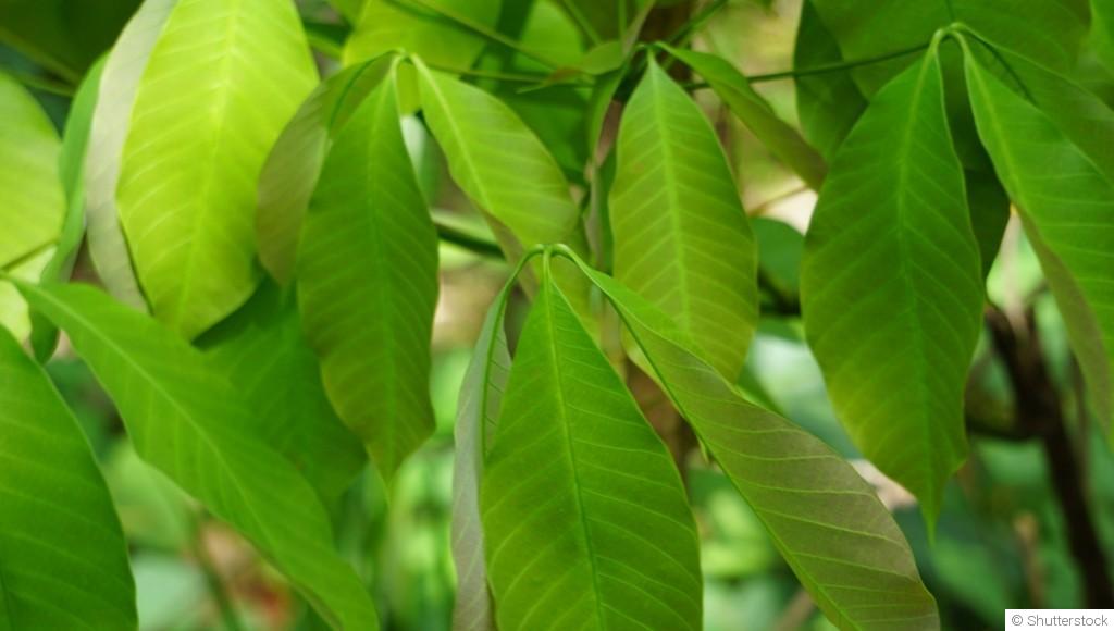 Bouture de caoutchouc (ficus elastica) : quand et comment bouturer un caoutchouc ?