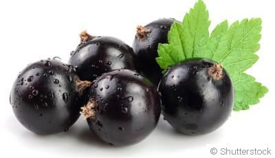 Bouture de cassissier (cassis) : quand et comment bouturer un cassissier ?