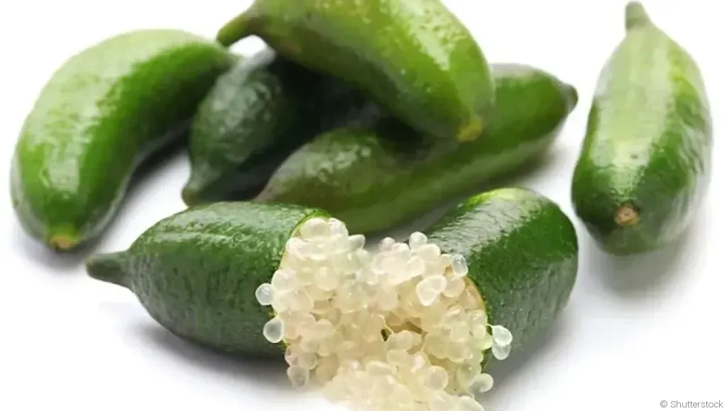 Bouture de citron caviar : quand et comment bouturer un citron caviar ?