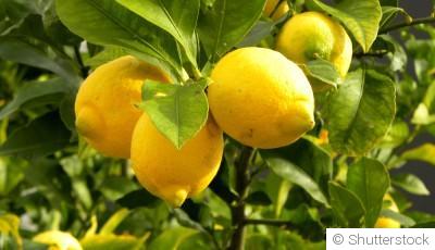 Bouture de citronnier : quand et comment bouturer un citronnier ?