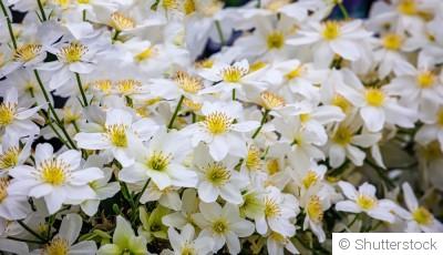 Bouture de clématite : quand et comment bouturer une clématite ?