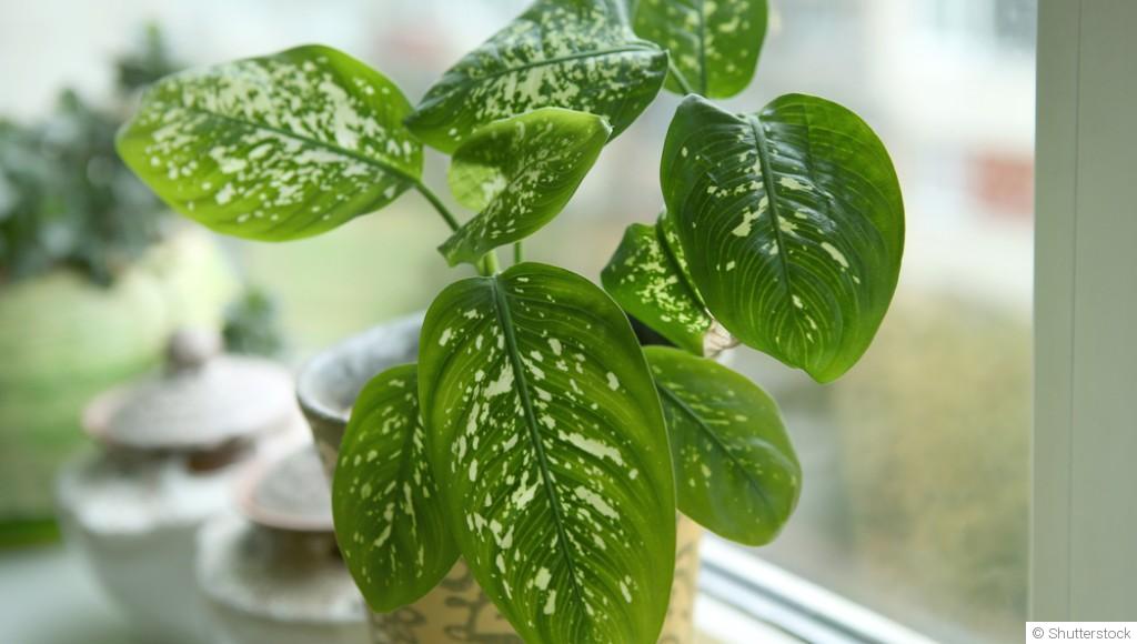 Bouture de dieffenbachia : quand et comment bouturer un dieffenbachia ?