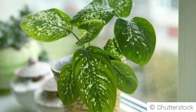 Bouture de dieffenbachia : quand et comment bouturer un dieffenbachia ?