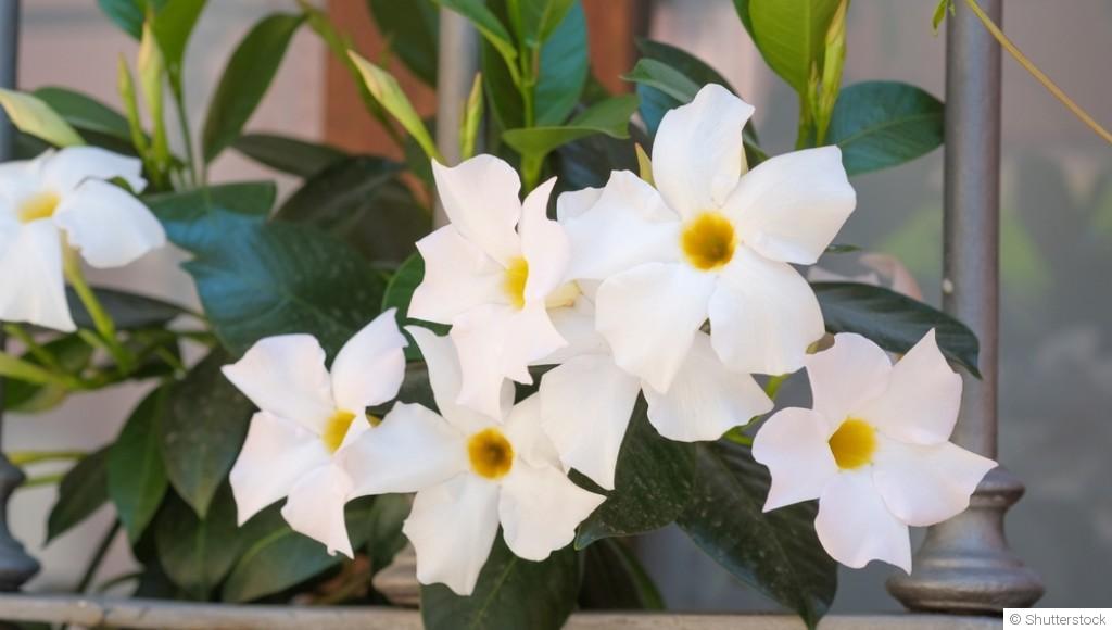 Bouture de dipladénia : quand et comment bouturer un dipladénia ?