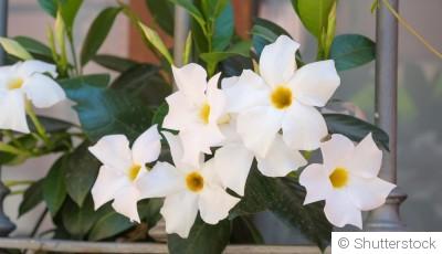 Bouture de dipladénia : quand et comment bouturer un dipladénia ?