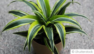 Bouture de dracaena : quand et comment bouturer un dracaena ?