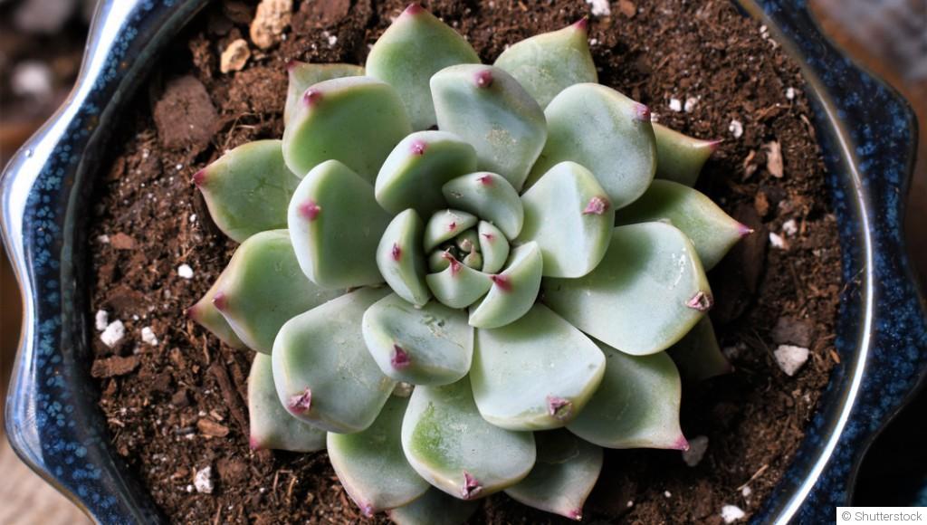Bouture d\'echeveria : quand et comment bouturer un echeveria ?