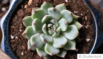 Bouture d\'echeveria : quand et comment bouturer un echeveria ?