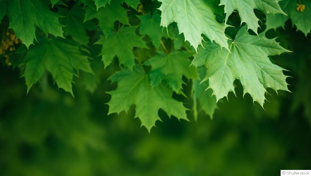 Bouture d\'érable : quand et comment bouturer un érable ?