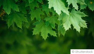 Bouture d\'érable : quand et comment bouturer un érable ?