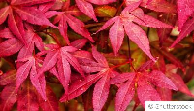 Bouture d\'érable du Japon : quand et comment bouturer un érable du Japon ?