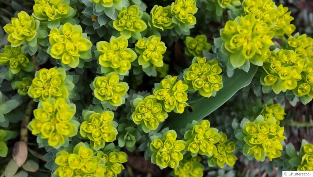 Bouture d\'euphorbe : quand et comment bouturer une euphorbe ?