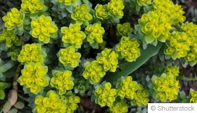 Bouture d\'euphorbe : quand et comment bouturer une euphorbe ?