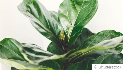 Bouture de ficus : quand et comment bouturer un ficus ?