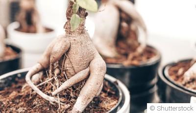 Bouture de ficus ginseng : quand et comment bouturer un ficus ginseng ?