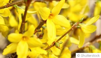 Bouture de forsythia : quand et comment bouturer un forsythia ?