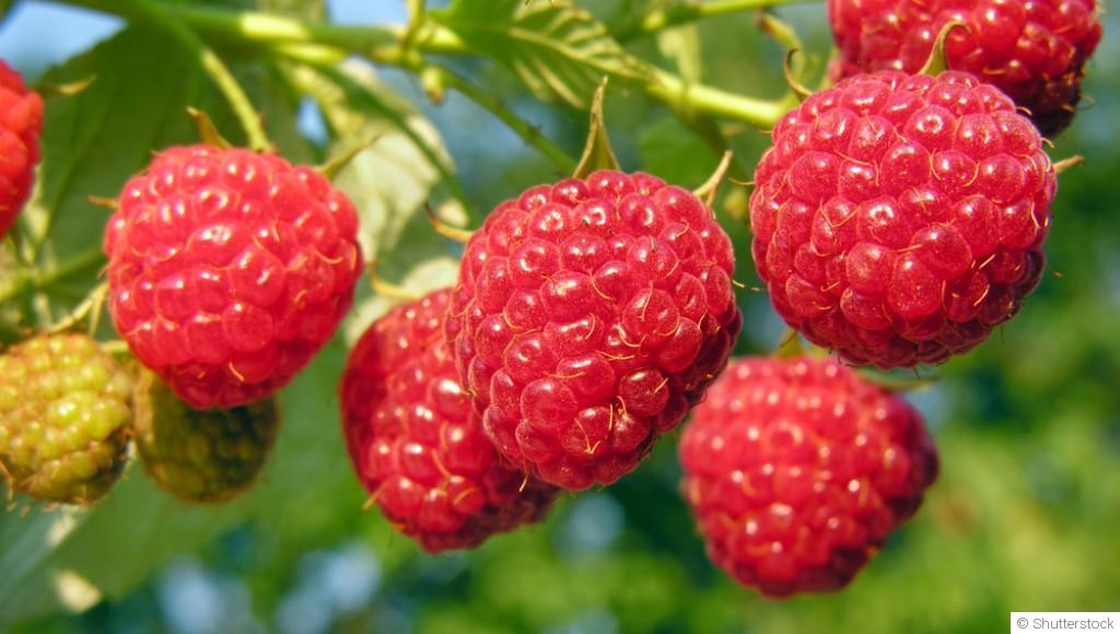 Bouture de framboisier : quand et comment bouturer un framboisier ?