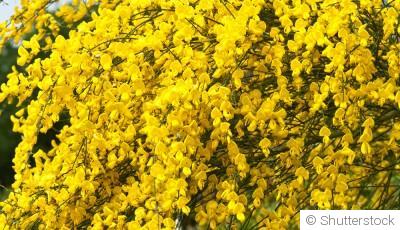 Bouture de genêt : quand et comment bouturer un genêt ?