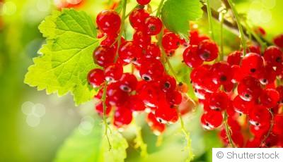 Comment planter et obtenir des groseilles rouges pour des confitures et gelées délicieuses ?