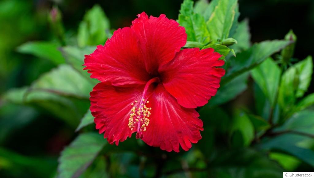 Bouture d\'hibiscus (althea) : quand et comment bouturer un hibiscus ?