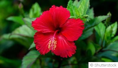 Bouture d\'hibiscus (althea) : quand et comment bouturer un hibiscus ?