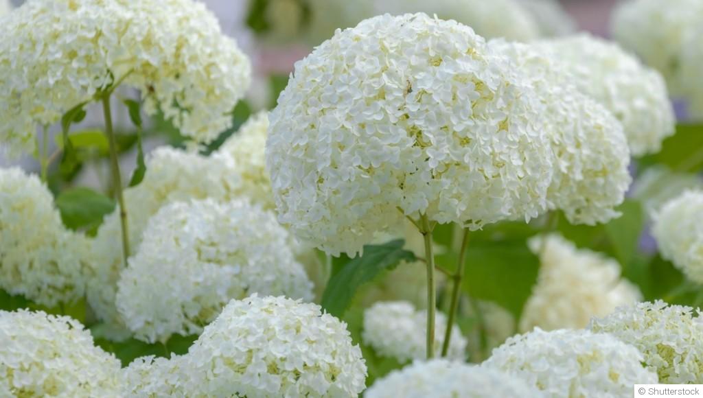Bouture d\'hydrangea : quand et comment bouturer un hydrangea ?