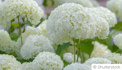 Bouture d\'hydrangea : quand et comment bouturer un hydrangea ?