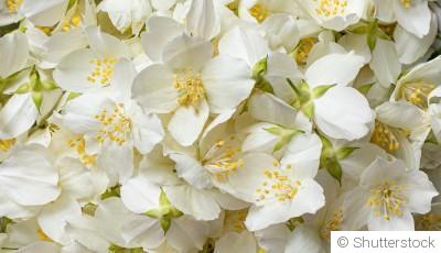 Comment planter et obtenir des jasmins parfumés pour embellir ton jardin ?