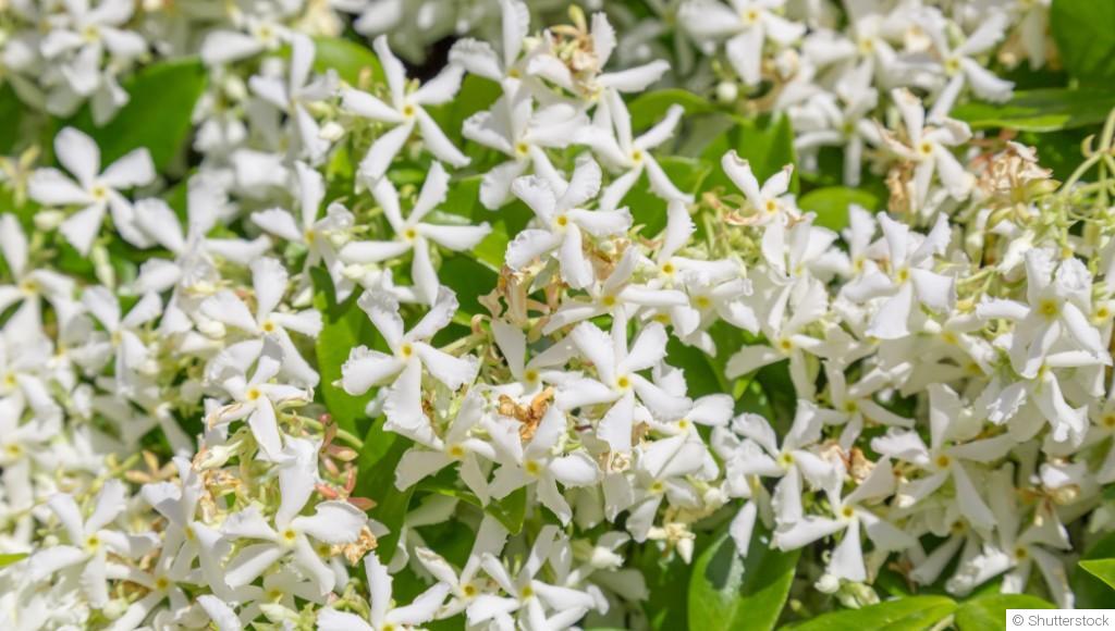 Bouture de jasmin étoilé : quand et comment bouturer un jasmin étoilé ?