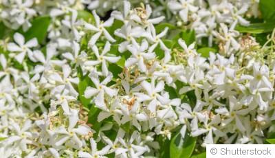 Bouture de jasmin étoilé : quand et comment bouturer un jasmin étoilé ?