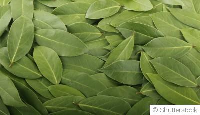 Bouture de laurier : quand et comment bouturer un laurier ?