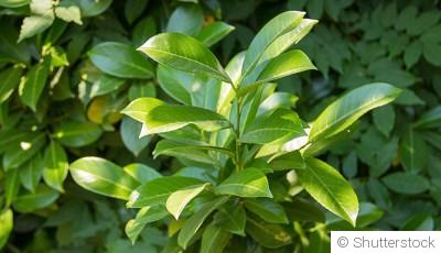 Bouture de laurier palme : quand et comment bouturer un laurier palme ?