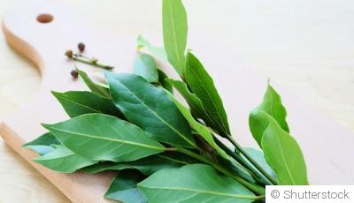 Bouture de laurier-sauce : quand et comment bouturer un laurier-sauce ?