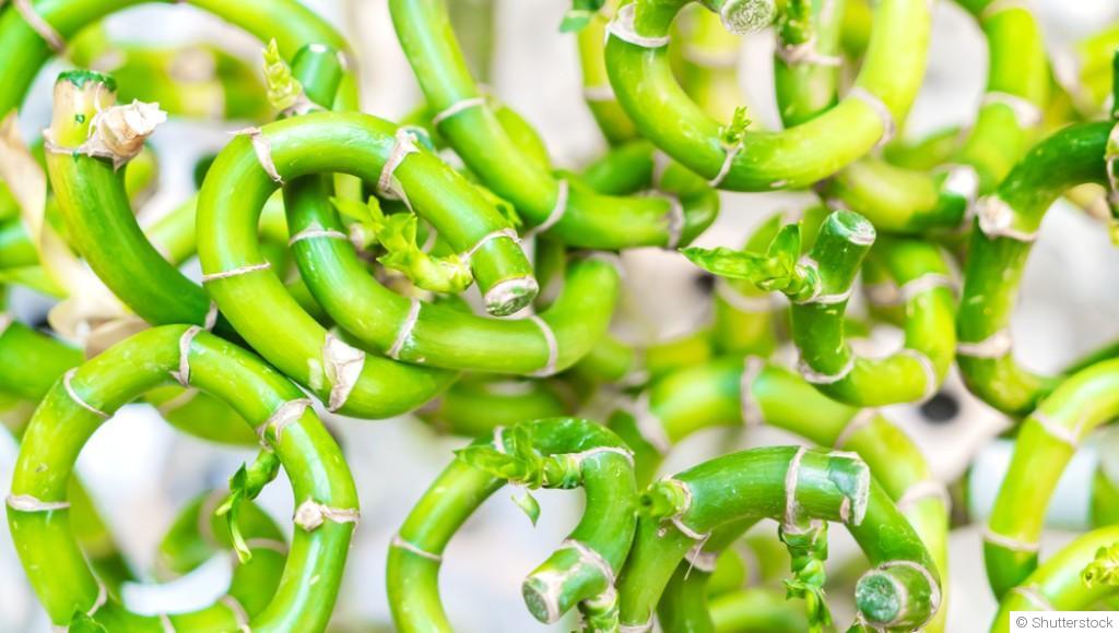 Bouture de lucky bambou : quand et comment bouturer un lucky bambou ?