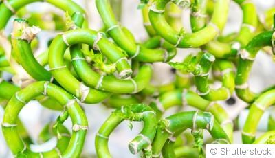 Bouture de lucky bambou : quand et comment bouturer un lucky bambou ?