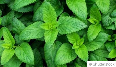 Bouture de menthe : quand et comment bouturer de la menthe ?